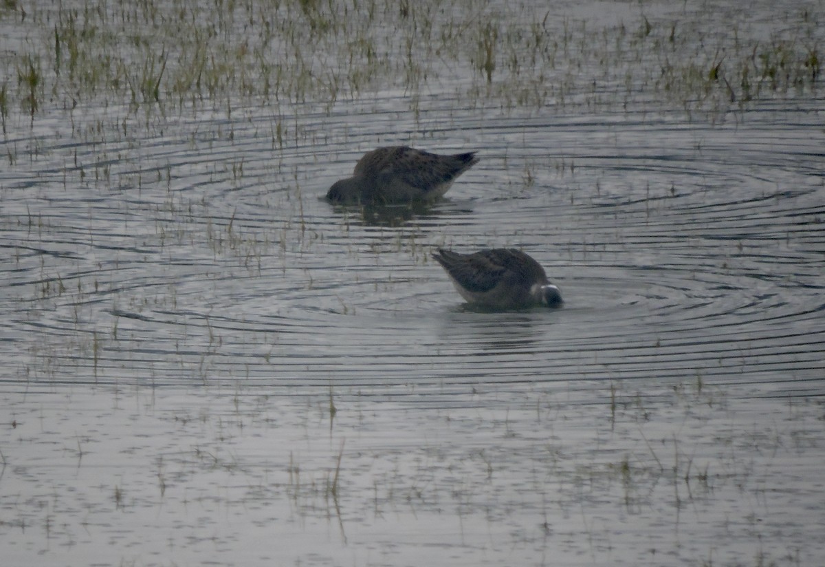 Long-billed Dowitcher - ML609405682