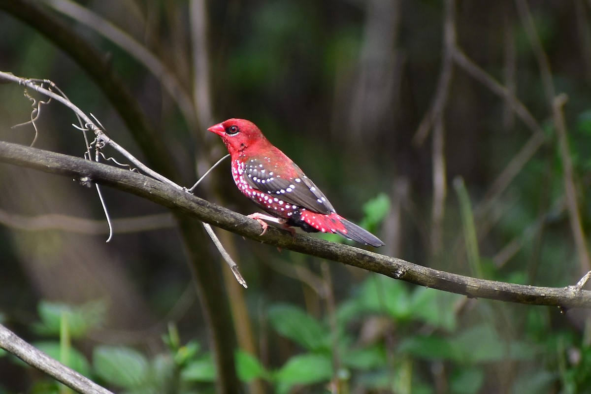 Red Avadavat - ML609405685