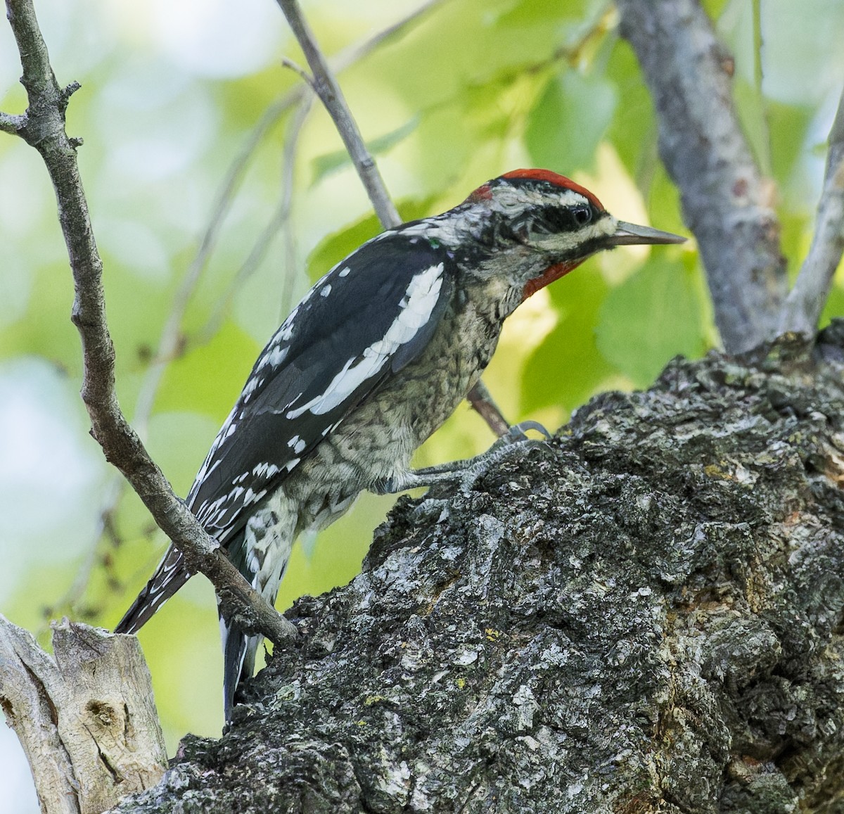 Red-naped Sapsucker - ML609405694