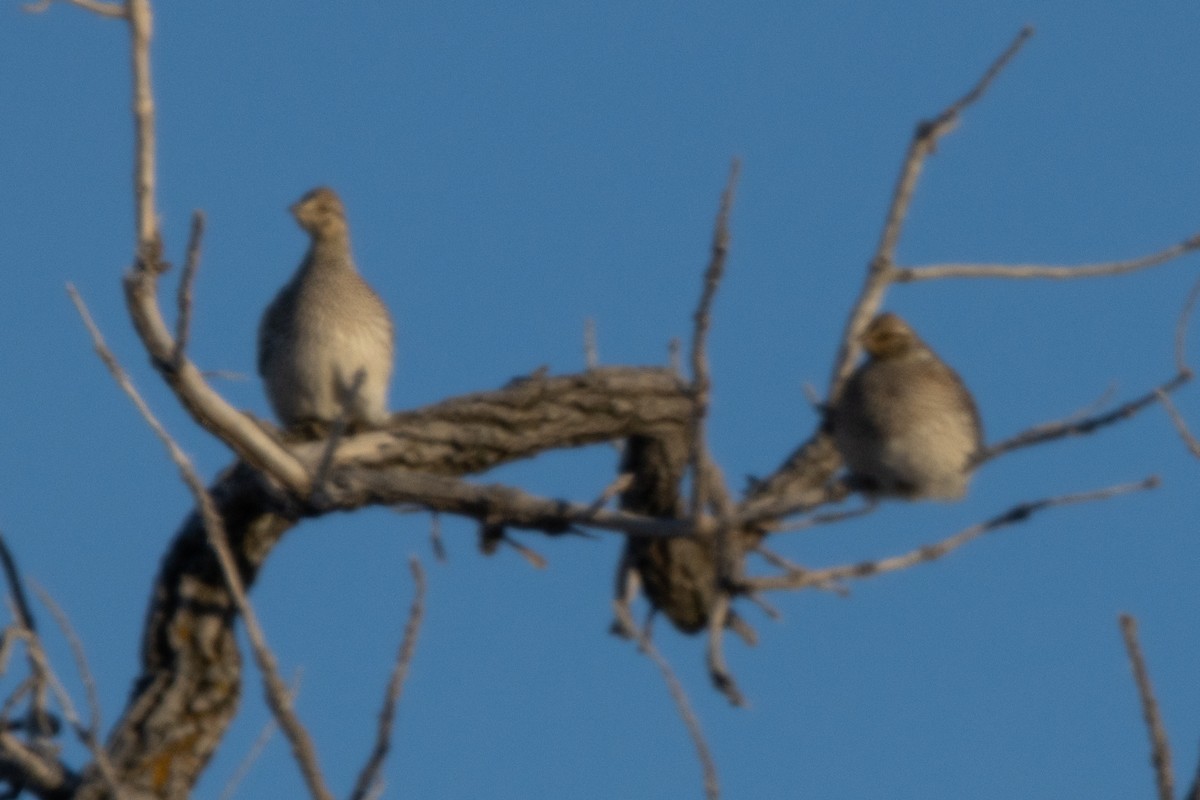 Sharp-tailed Grouse - ML609405709