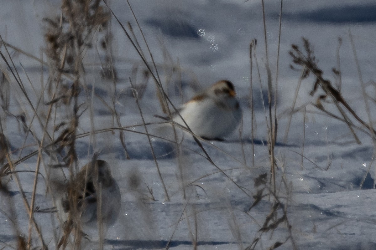 Snow Bunting - ML609405715