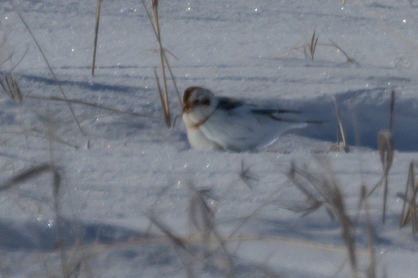 Snow Bunting - ML609405716