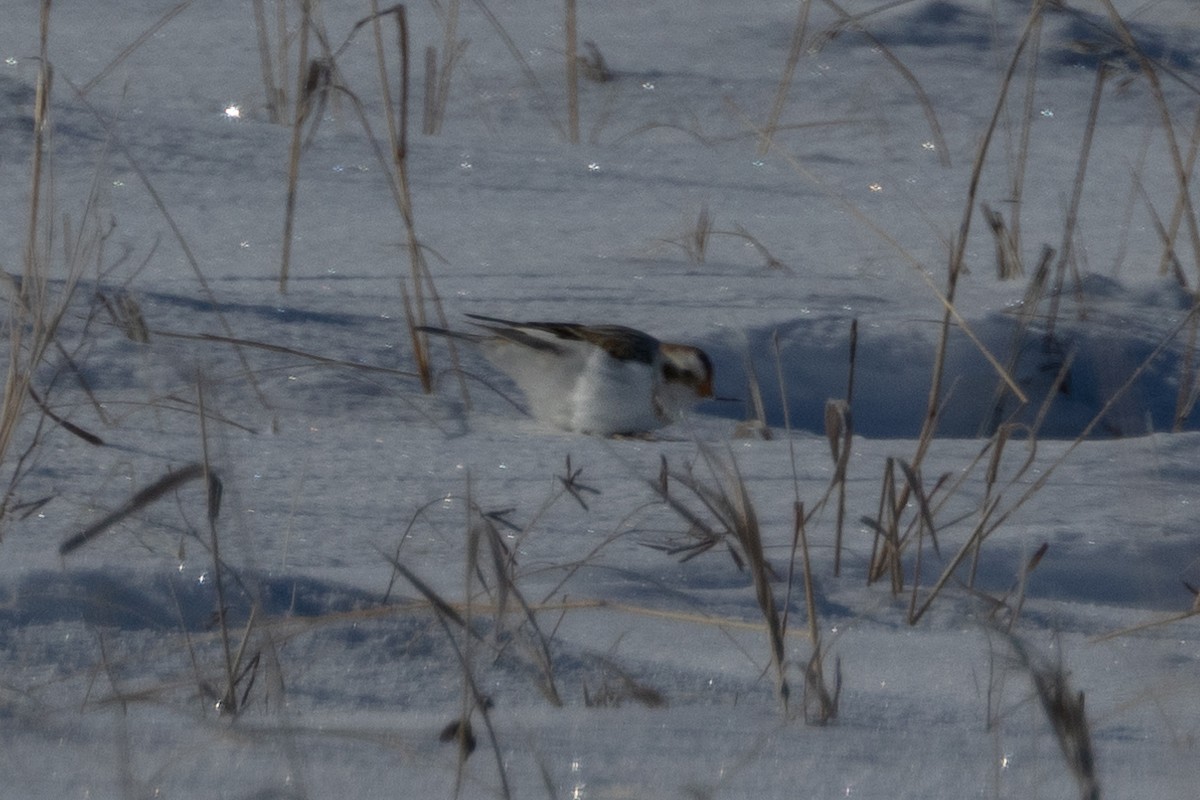 Snow Bunting - ML609405717