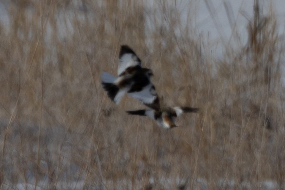 Snow Bunting - ML609405718