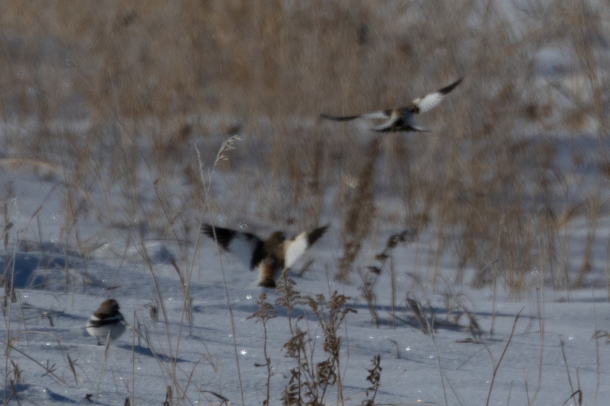 Snow Bunting - ML609405719