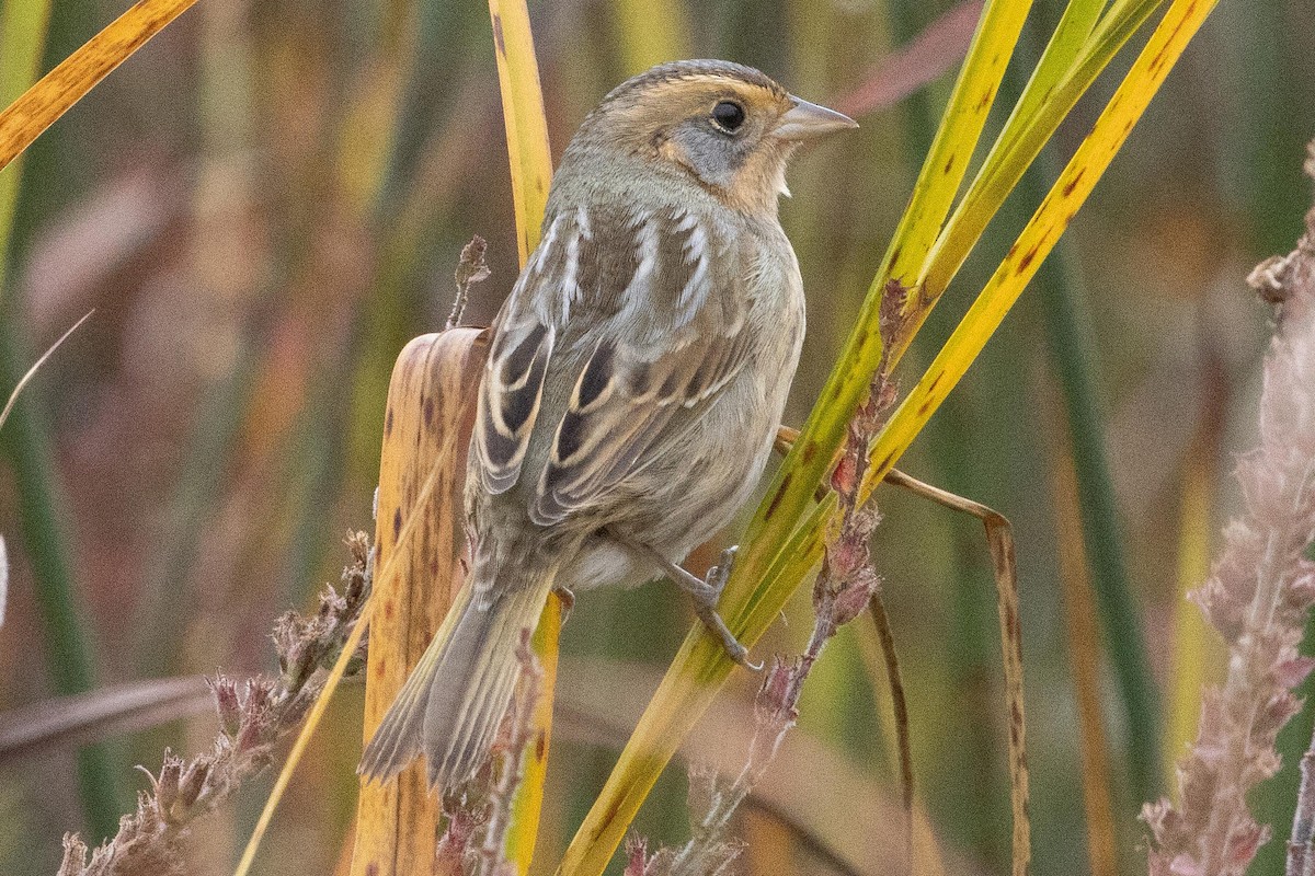 Nelson's Sparrow - ML609405750