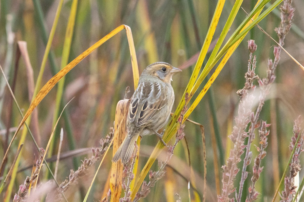 Nelson's Sparrow - ML609405752