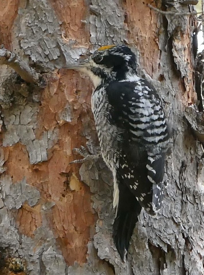 American Three-toed Woodpecker - ML609405757