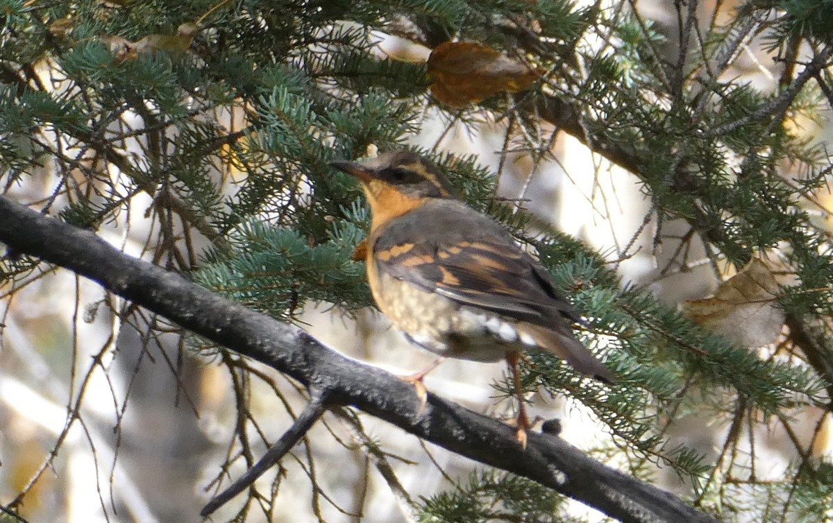 Varied Thrush - ML609405761