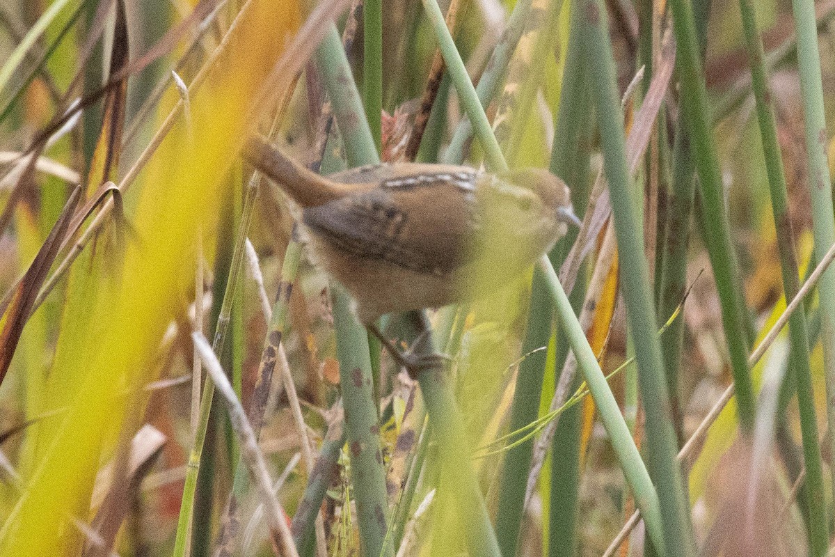 Marsh Wren - ML609405826