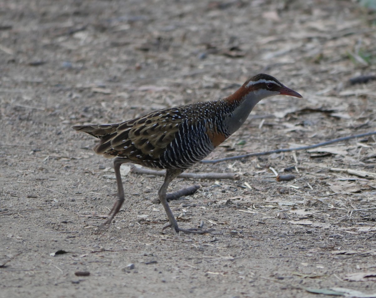 Buff-banded Rail - ML609405881