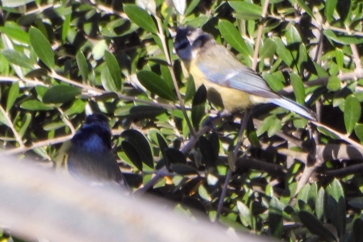 Eurasian Blue Tit - ML609406010