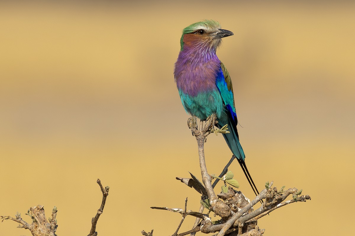 Lilac-breasted Roller - ML609406034
