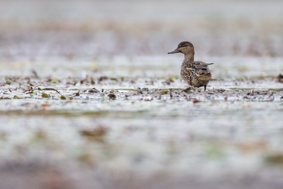 Green-winged Teal - Andrew Thomas 🦅🪶