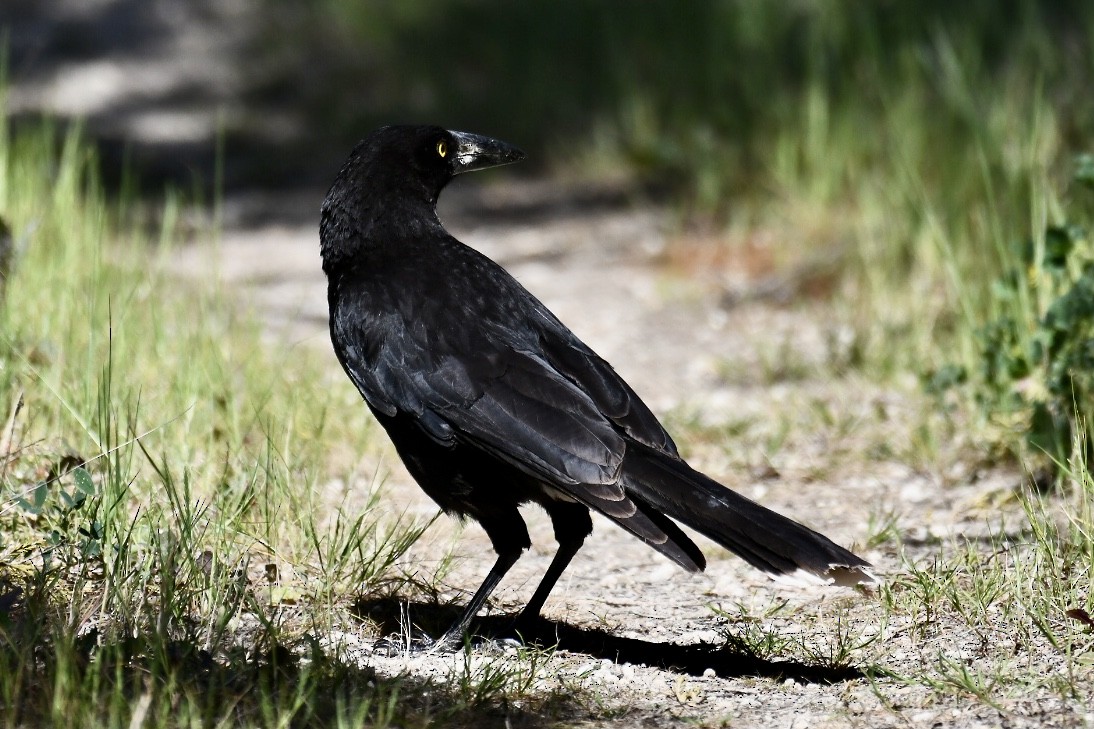 Gray Currawong - ML609406318