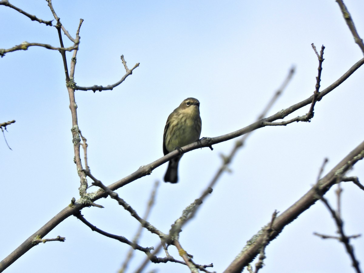 Yellow-rumped Warbler - ML609406373