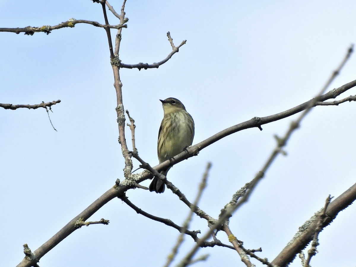 Yellow-rumped Warbler - ML609406374