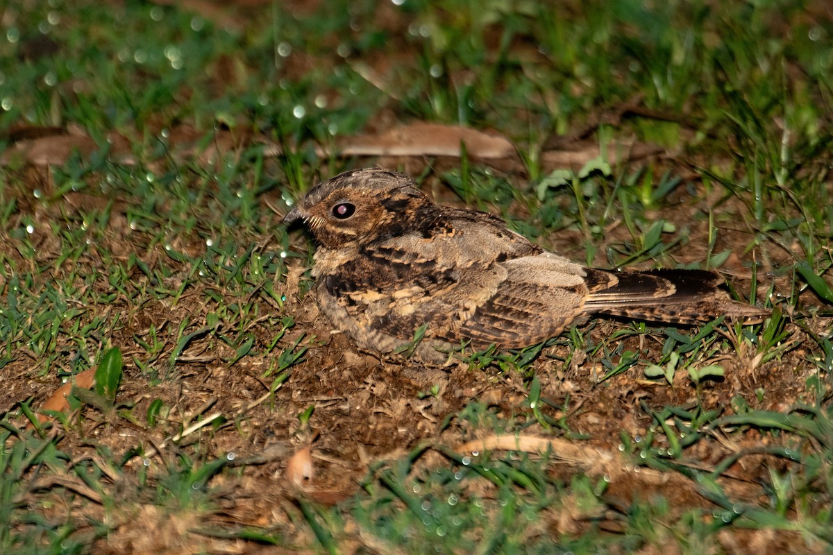 Large-tailed Nightjar - ML609406432