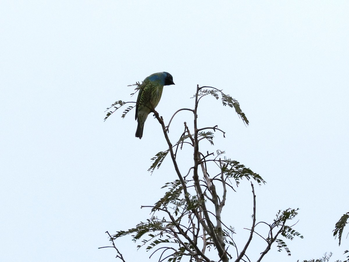 Swallow Tanager - Joan Baker