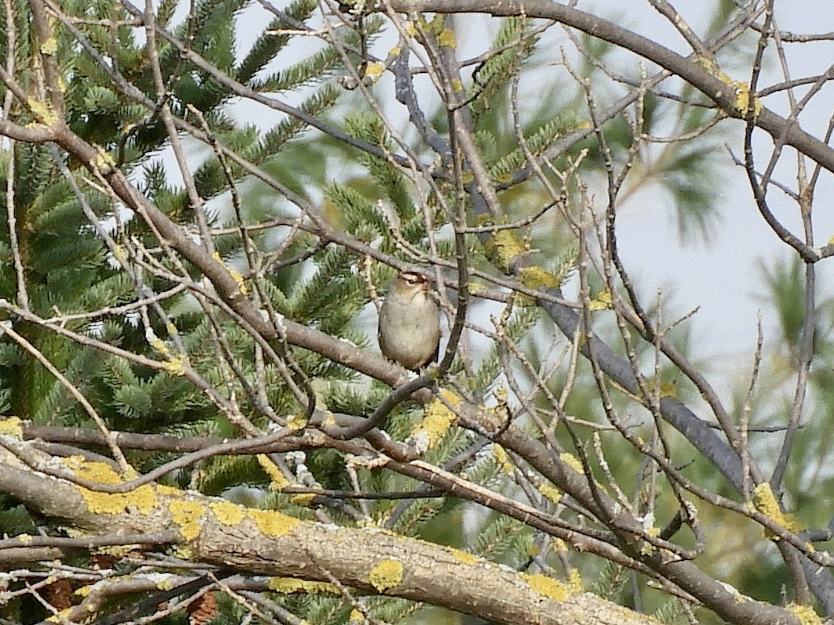White-crowned Sparrow - ML609406493