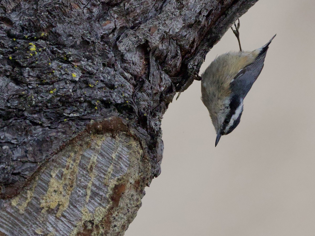 Red-breasted Nuthatch - ML609406530