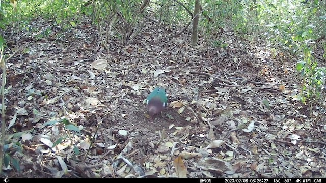 Palomita Esmeralda Cabeciparda - ML609406613