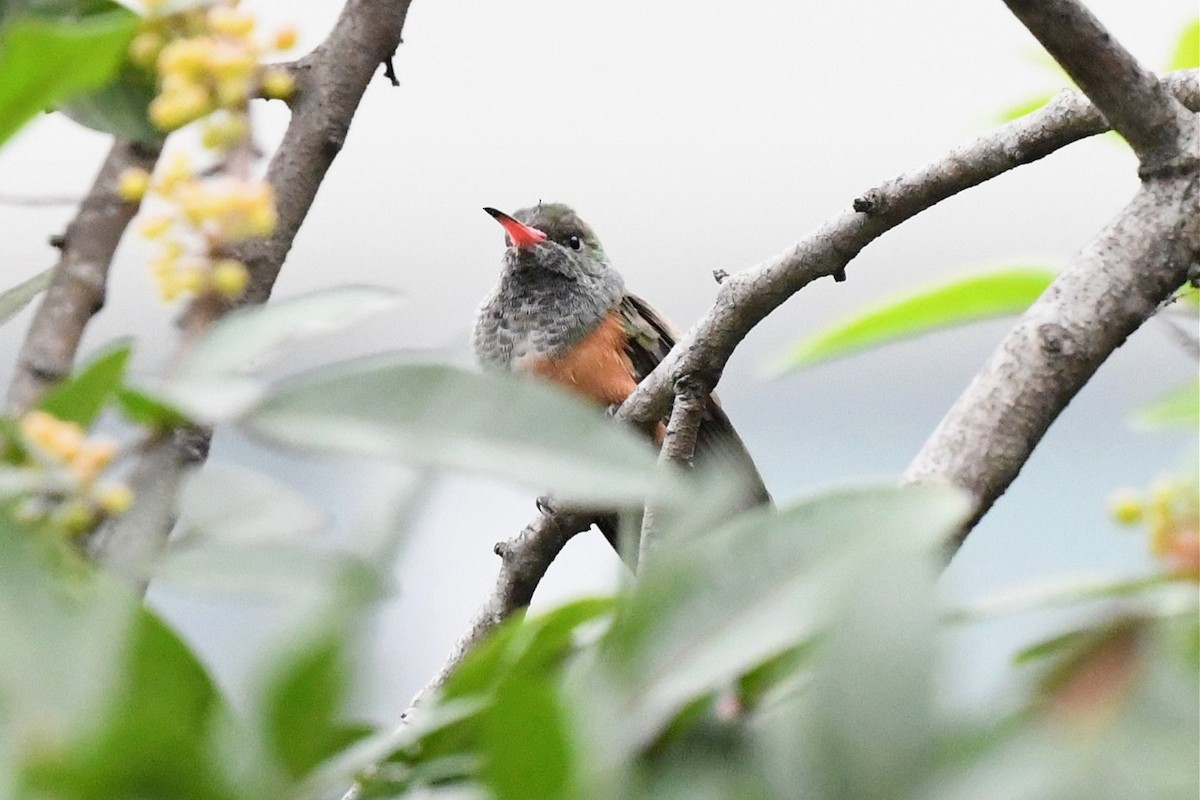 Amazilia Hummingbird - ML609406624