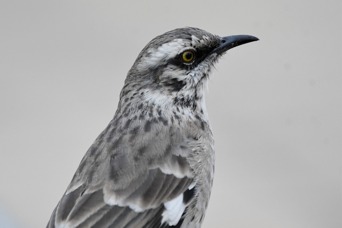 Long-tailed Mockingbird - ML609406626