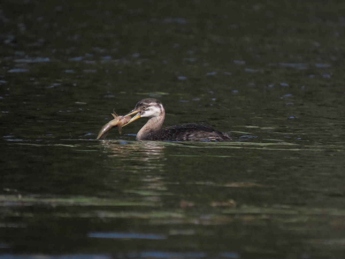 Red-necked Grebe - ML609406711