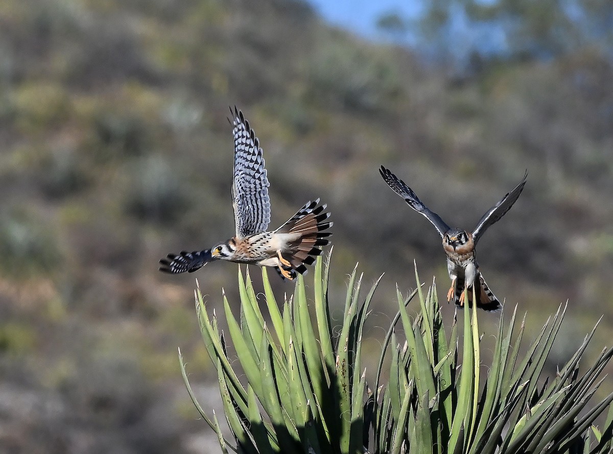 American Kestrel - ML609406779