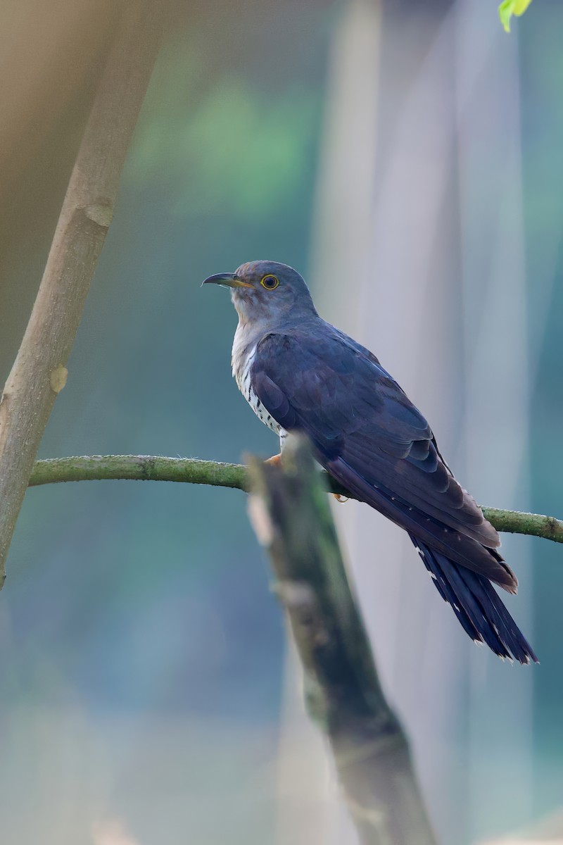 Common Cuckoo - Sourav Mandal