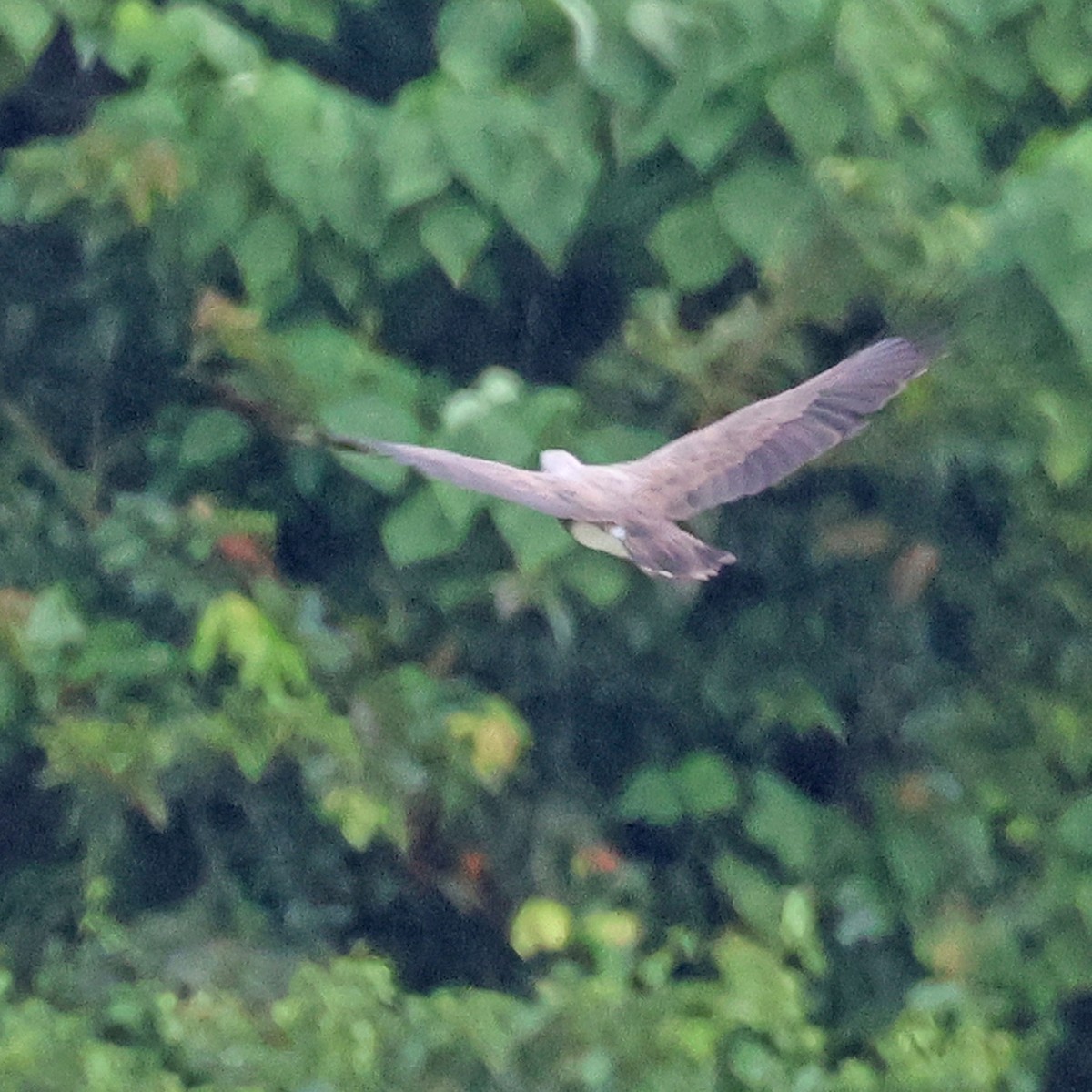 Lesser Fish-Eagle - Ching Chai Liew