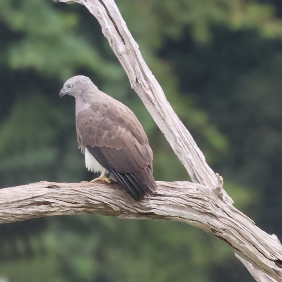 Lesser Fish-Eagle - Ching Chai Liew