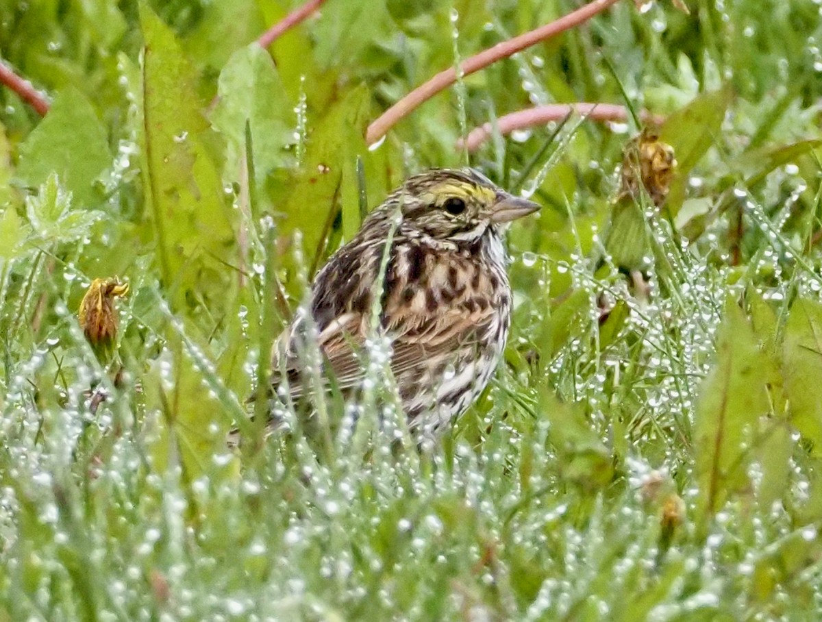 Savannah Sparrow - ML609406990