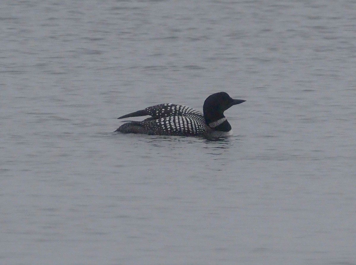 Common Loon - John Anderson