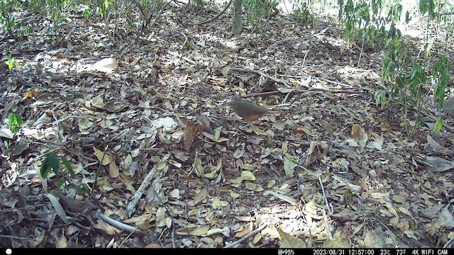 Rufous Shrikethrush - ML609407022