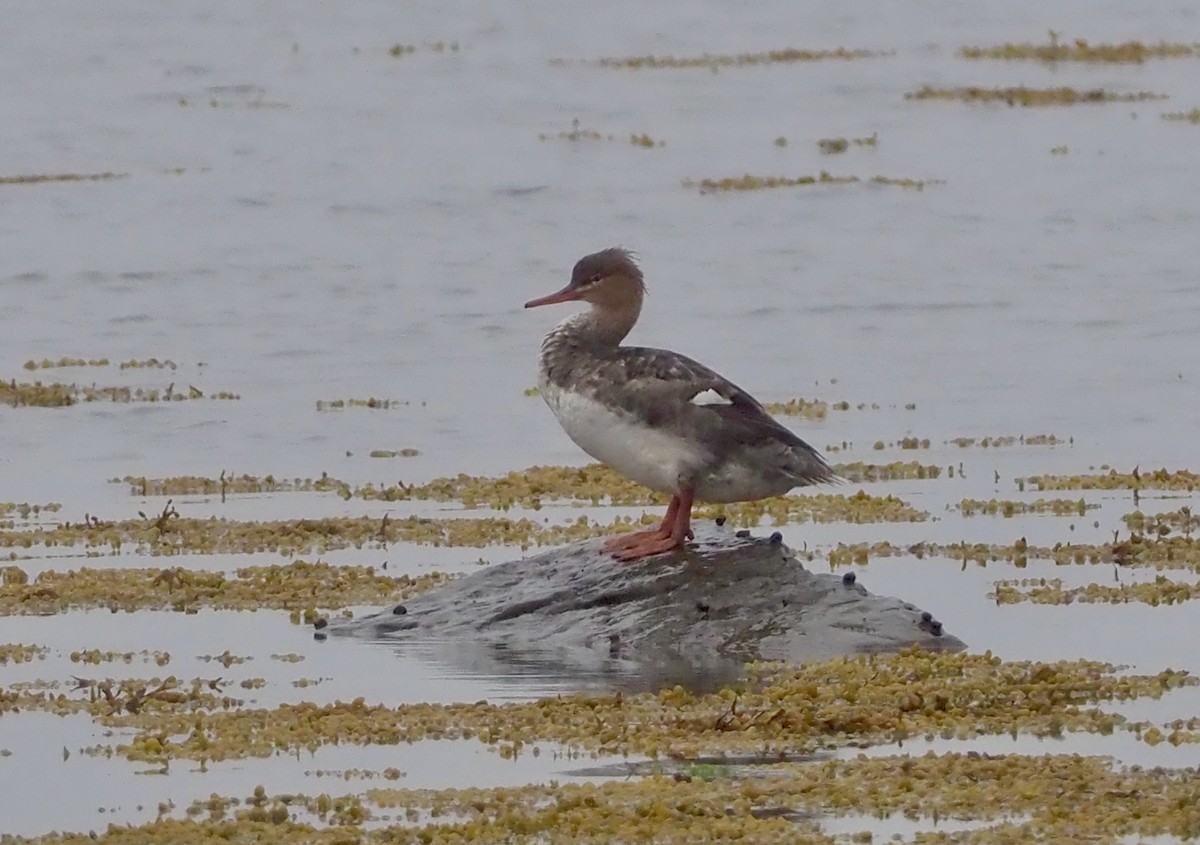 Red-breasted Merganser - ML609407048
