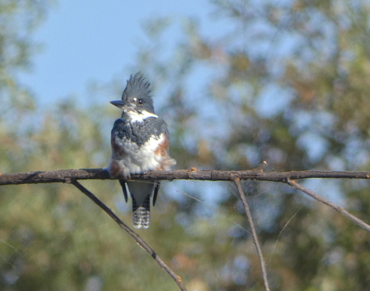 Belted Kingfisher - ML609407226