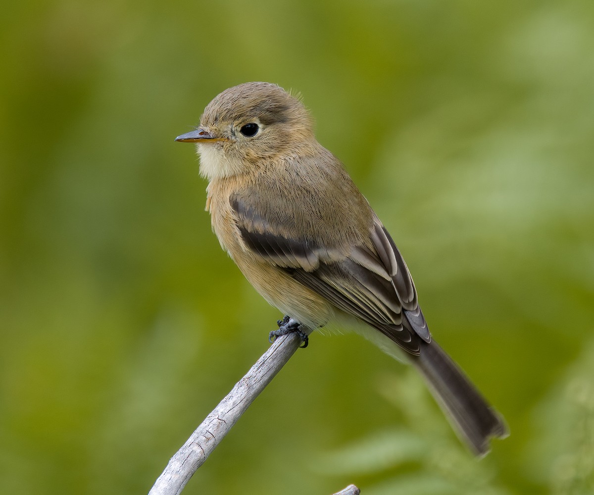 Buff-breasted Flycatcher - ML609407283