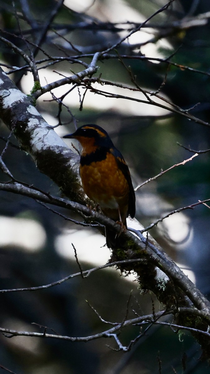 Varied Thrush - ML609407343