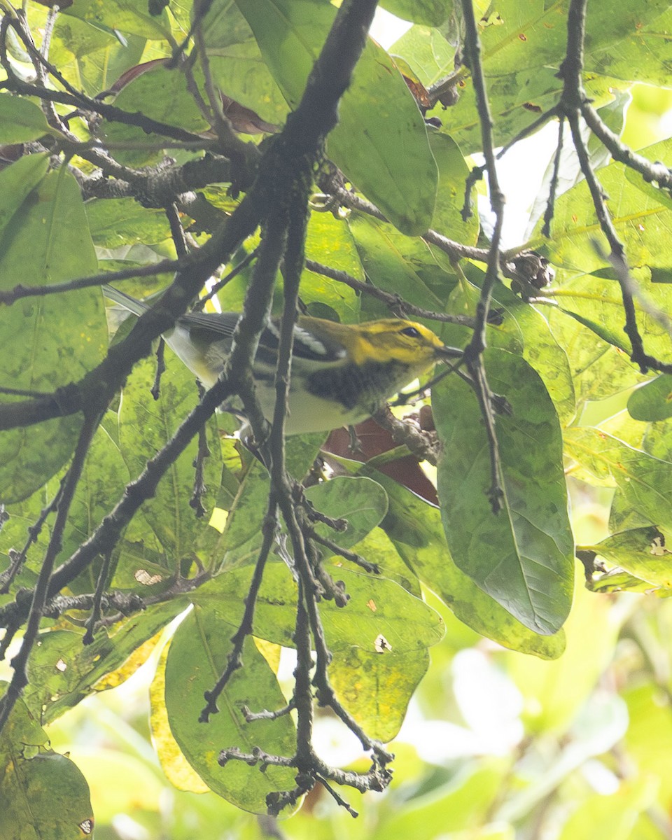 Black-throated Green Warbler - Max Hernandez