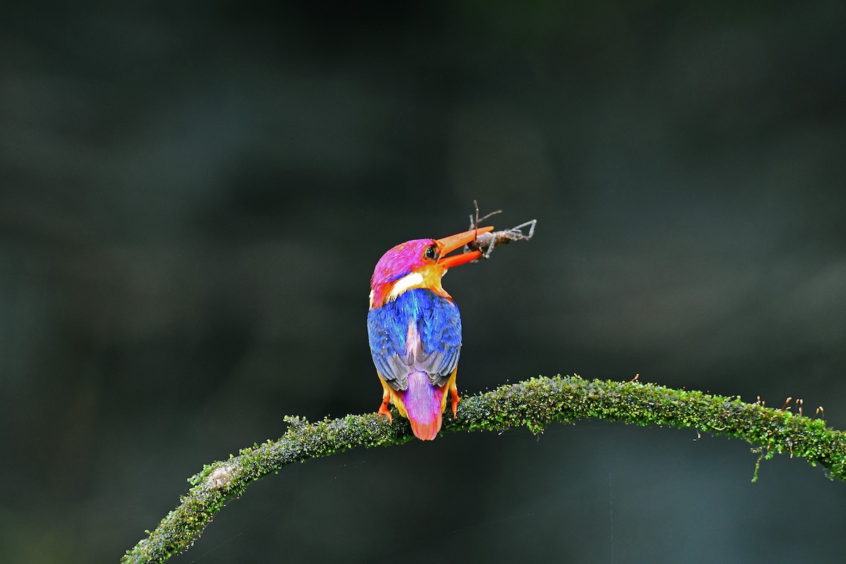 Black-backed Dwarf-Kingfisher - Sudipto Shome