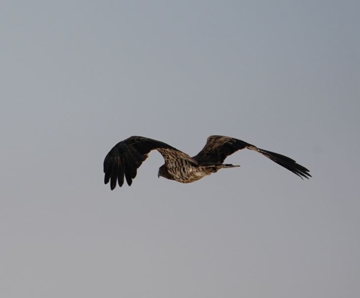 Short-toed Snake-Eagle - Irvin Calicut