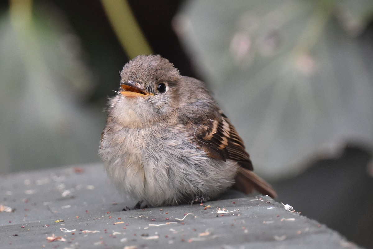 Western Flycatcher (Pacific-slope) - ML609407489