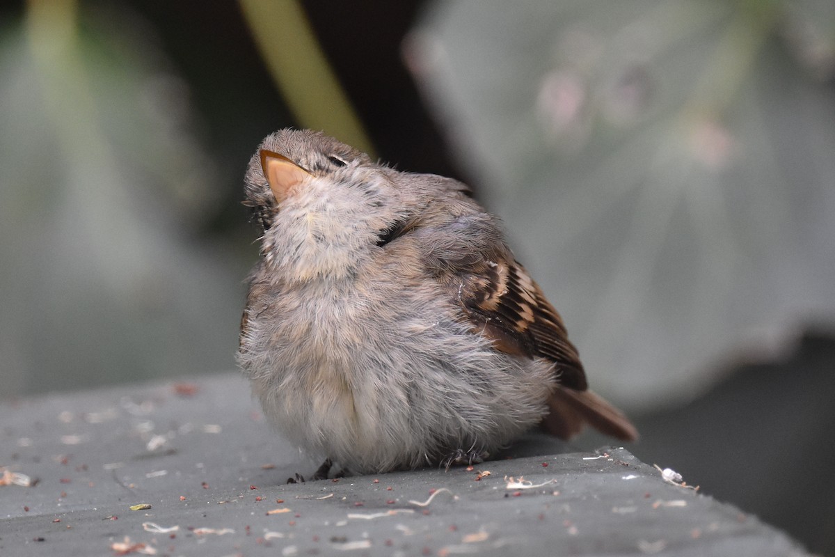 Western Flycatcher (Pacific-slope) - ML609407490