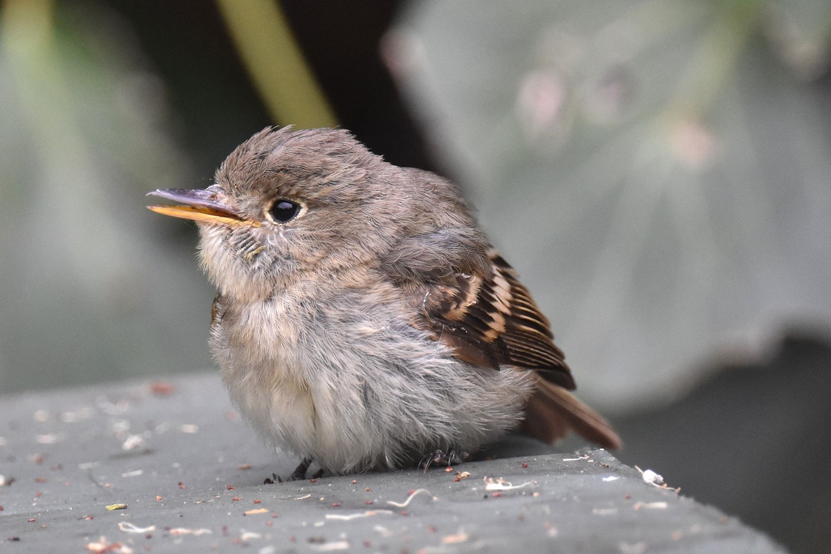 Western Flycatcher (Pacific-slope) - Naresh Satyan