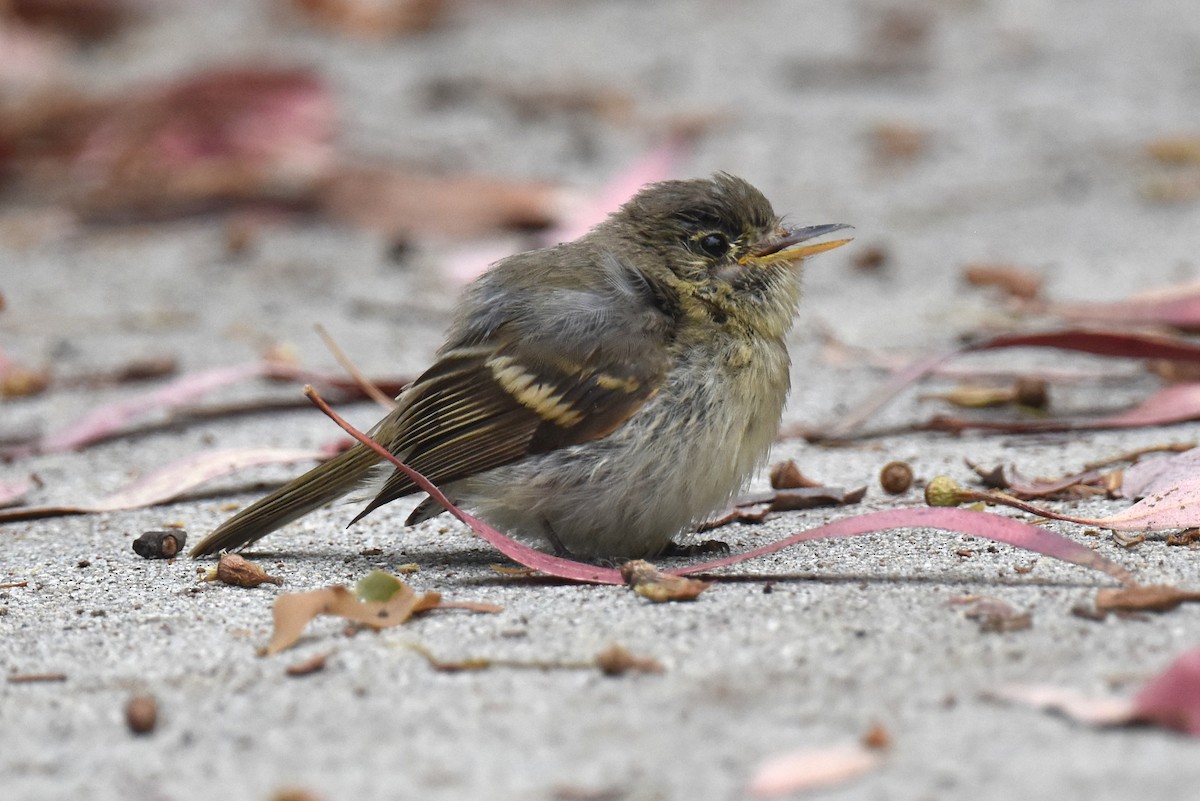 Western Flycatcher (Pacific-slope) - Naresh Satyan