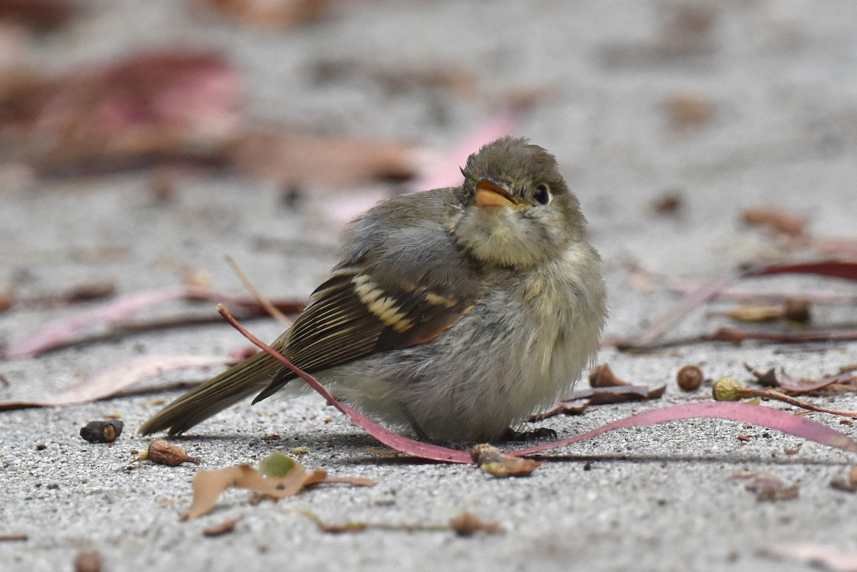 Western Flycatcher (Pacific-slope) - ML609407493