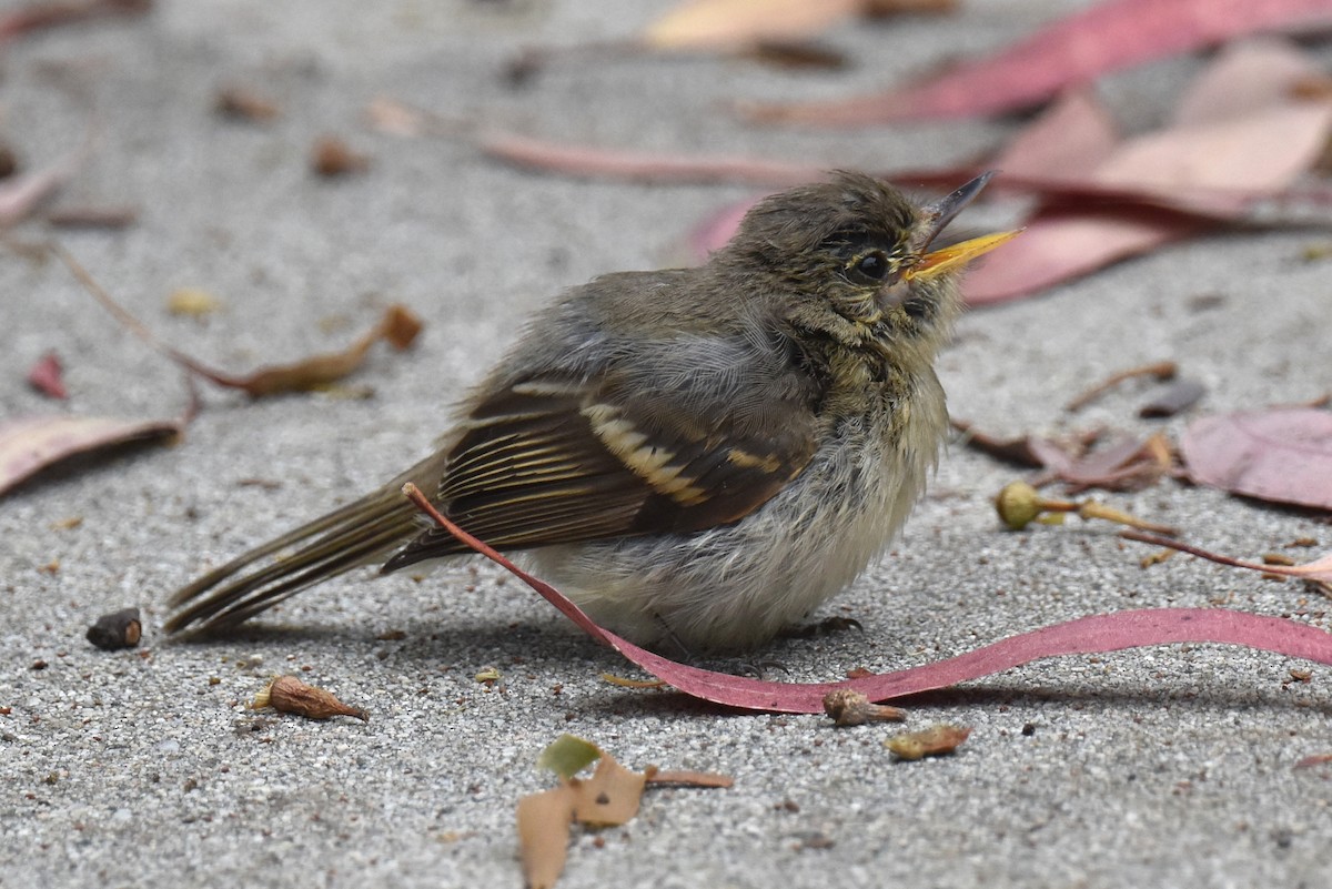 Western Flycatcher (Pacific-slope) - ML609407494