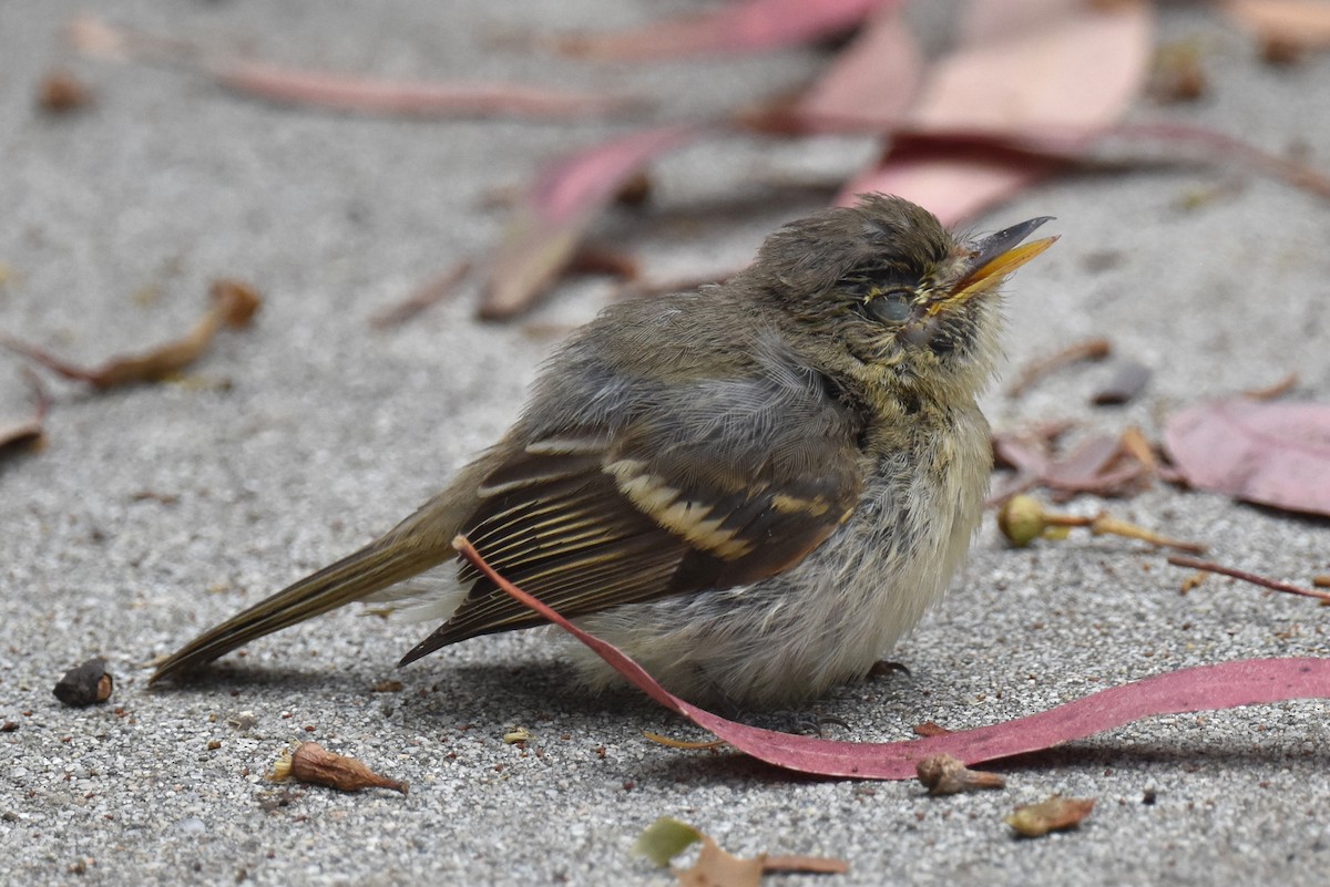 Western Flycatcher (Pacific-slope) - ML609407495